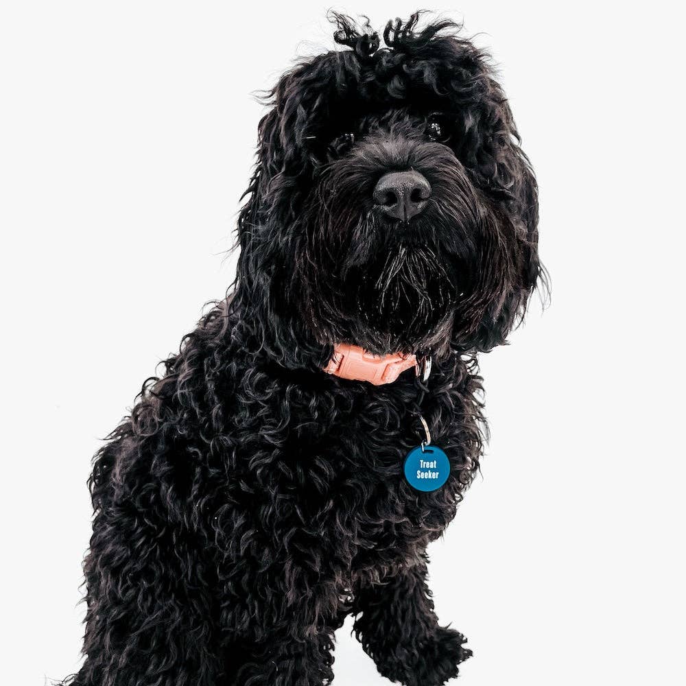 Gus & Co - Dog Tag and Keychain Set Wholesale
