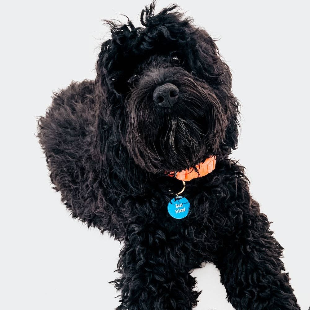 Gus & Co - Dog Tag and Keychain Set Wholesale